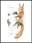 Poster: Squirrel, by Lisa Hult Sandgren