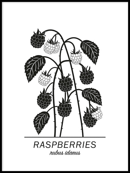 Poster: Raspberries, by Paperago