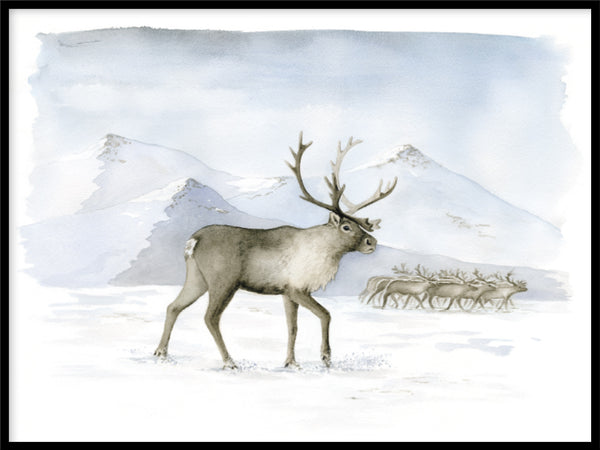 Poster: Reindeers - order online from