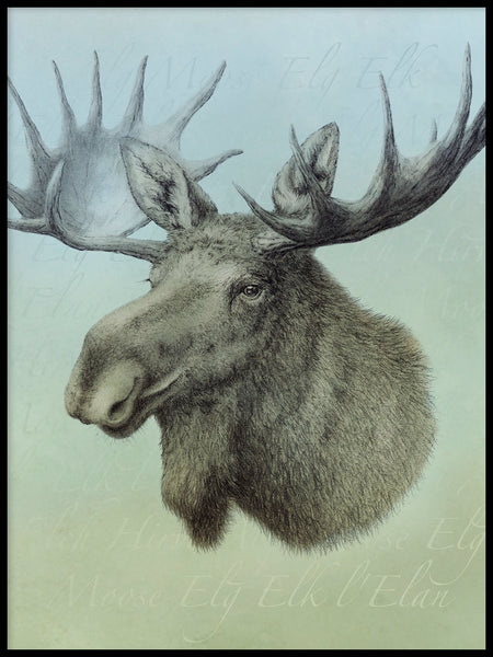 Poster: Älg, Moose, Elch, by Lena Svalfors Hedin