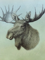 Poster: Älg, Moose, Elch, by Lena Svalfors Hedin