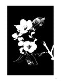 Poster: Apple Blossom, by Discontinued products