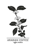 Poster: Arabian Coffee, by Paperago