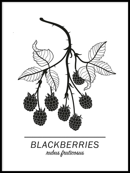 Poster: Blackberries, by Paperago