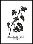Poster: Blackcurrant, by Paperago