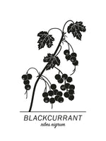 Poster: Blackcurrant, by Paperago