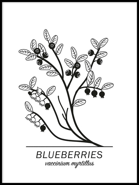 Poster: Blueberries, by Paperago