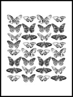 Poster: Butterflies, by Sofie Rolfsdotter
