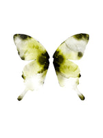 Poster: Butterfly, by Lotta Larsdotter