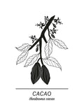 Poster: Cacao, by Paperago