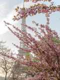 Poster: Cherry Blossom at Eiffel I, by Magdalena Martin Photography