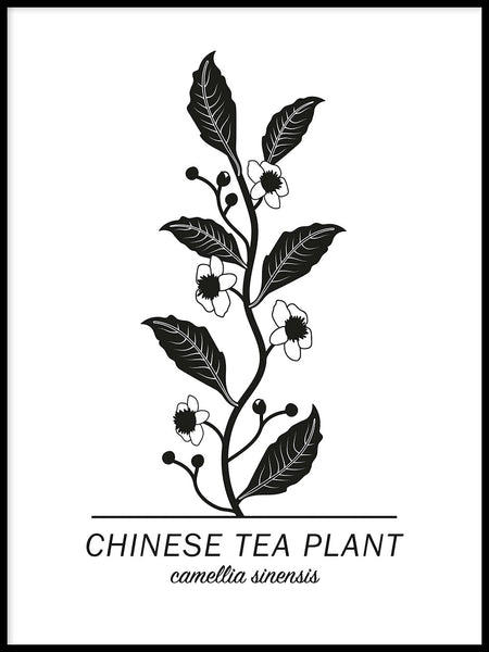 Poster: Chinese Tea Plant, by Paperago