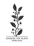Poster: Chinese Tea Plant, by Paperago