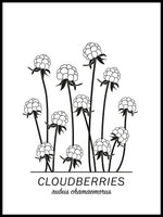 Poster: Cloudberries, by Paperago