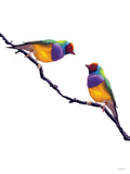 Poster: Colorful Birds #1, by PIEL Design