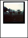 Poster: Cow, by Discontinued products
