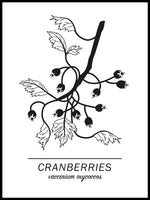 Poster: Cranberries, by Paperago