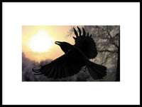 Poster: Crow with berry, by Discontinued products