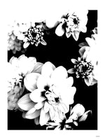Poster: Dahlia, by Discontinued products