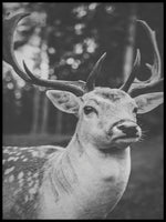 Poster: Deer, by Anna Mendivil / Gypsysoul