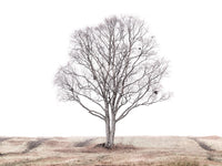 Poster: The lonely tree, by EMELIEmaria