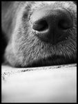 Poster: Dog nose, by Pernilla Walkhamre