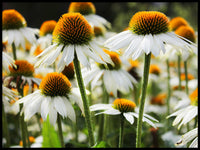 Poster: Echinacea, by Discontinued products