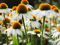 Poster: Echinacea, by Discontinued products