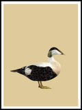 Poster: Eider, by Discontinued products