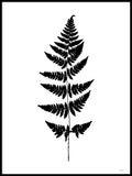 Poster: Fern II, by Discontinued products