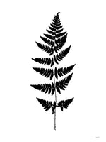 Poster: Fern II, by Discontinued products