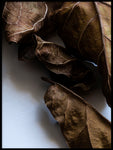 Poster: Ficus lyrata, by Discontinued products