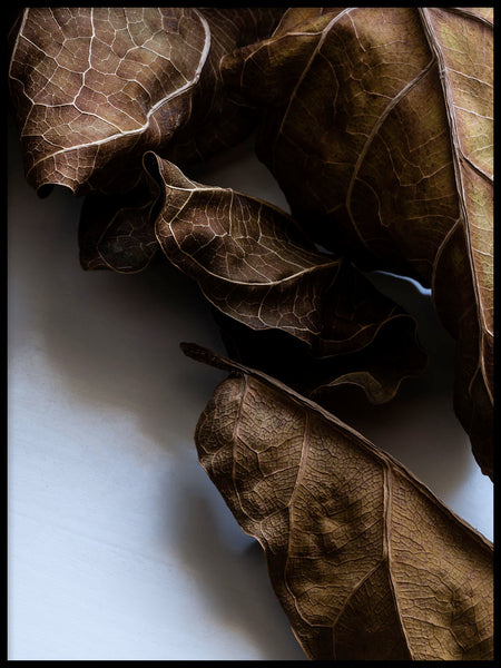 Poster: Ficus lyrata, by Discontinued products