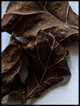 Poster: Ficus lyrata 2, by Discontinued products