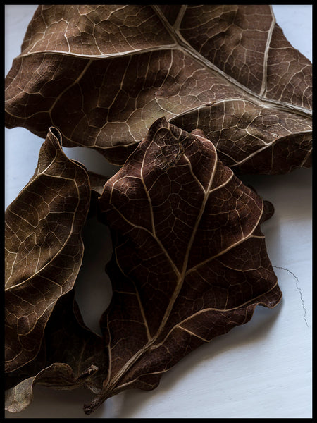 Poster: Ficus lyrata 2, by Discontinued products