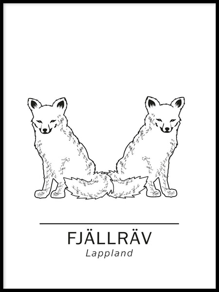 Poster: Arctic fox the official animals of Lappland, Sweden., by Paperago