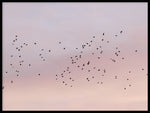 Poster: Migratory birds, by EMELIEmaria
