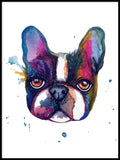 Poster: Frenchie head, by Discontinued products