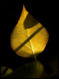 Poster: Golden Leaf, by Susanne Snaar