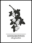 Poster: Gooseberries, by Paperago