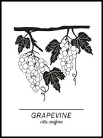 Poster: Grapevine, by Paperago
