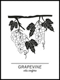 Poster: Grapevine, by Paperago