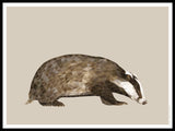 Poster: Badger, by Discontinued products