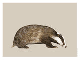 Poster: Badger, by Discontinued products