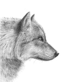 Poster: Grey Wolf - closeup, by Per Svanström