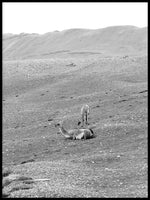Poster: Guanacos, by Discontinued products
