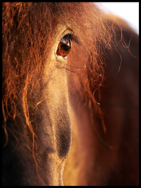 Poster: Eye of the horse, by Linda Forsberg