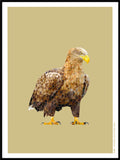 Poster: Sea Eagle, by Discontinued products