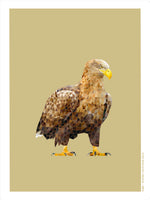 Poster: Sea Eagle, by Discontinued products