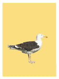 Poster: Gull, by Discontinued products